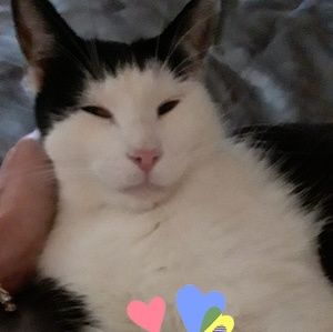 💕Welcome.🐱🐾Im Tuxy..😻❤🐱🐾